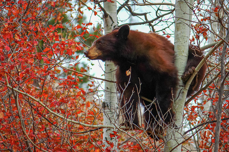 Bear Cub 2 Photograph by Cindy Robinson