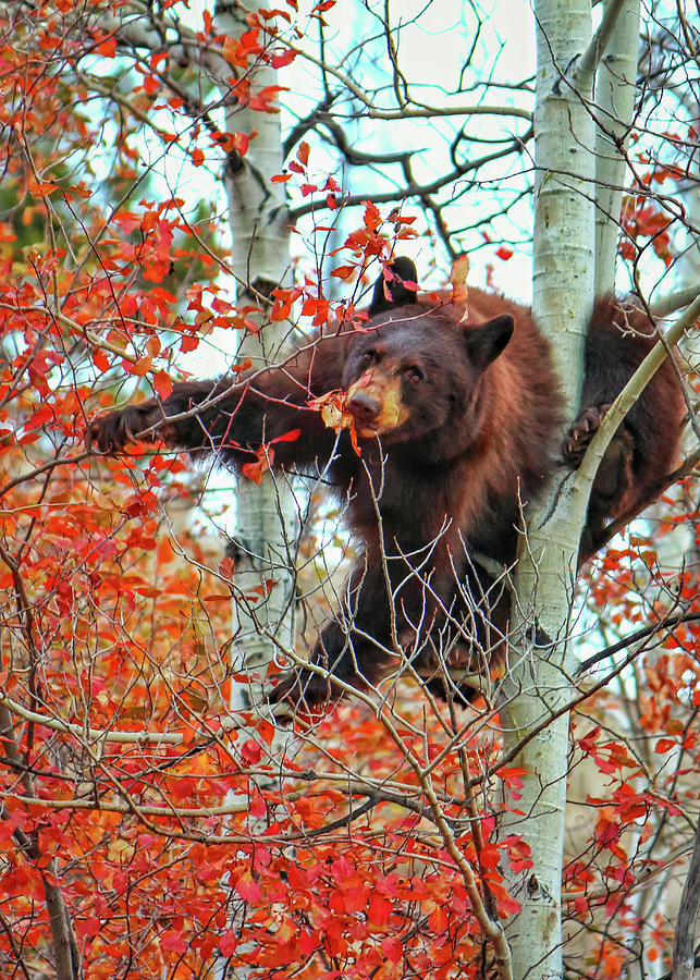 Bear Cub 3 Photograph by Cindy Robinson