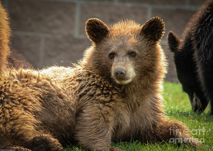 Bear Cub 3 Photograph