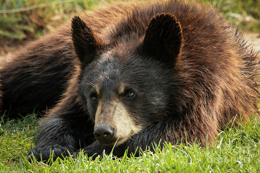 Bear Cub 4 Photograph by Mitch Shindelbower