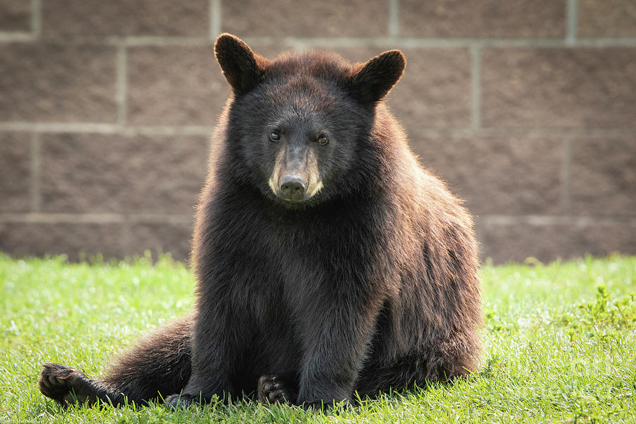 Bear Cub 6 Photograph