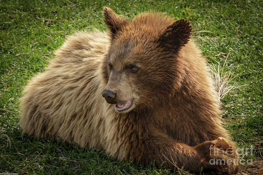 Bear Cub 7 Photograph by Mitch Shindelbower