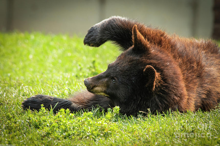 Bear Cub 8 Photograph by Mitch Shindelbower