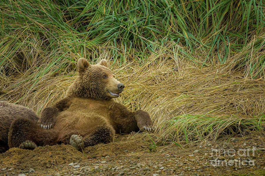 Bear cub chill pose BE10619 Photograph by Mark Graf
