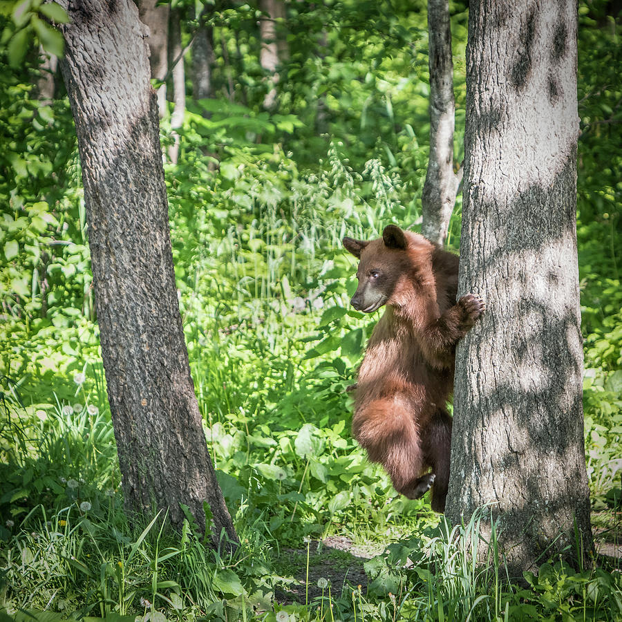 Bear Cub Climb Photograph by Patti Deters