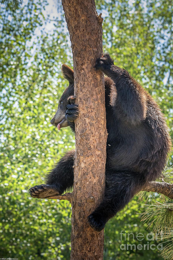Bear Cub In Tree Photograph by Mitch Shindelbower