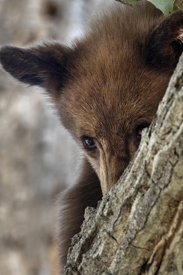 Bear cub Photograph by John T Humphrey
