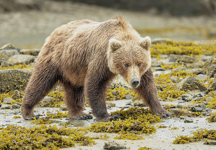 Bear Cub on Beach Photograph by Fran Gallogly