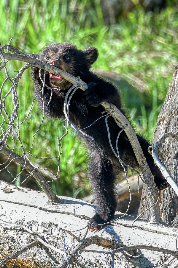 Bear Cub Photograph by Paul Freidlund