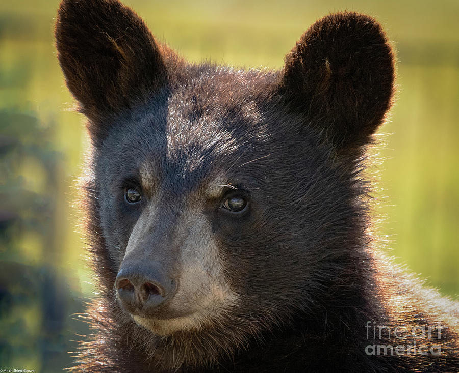 Bear Cub Portrait Photograph by Mitch Shindelbower