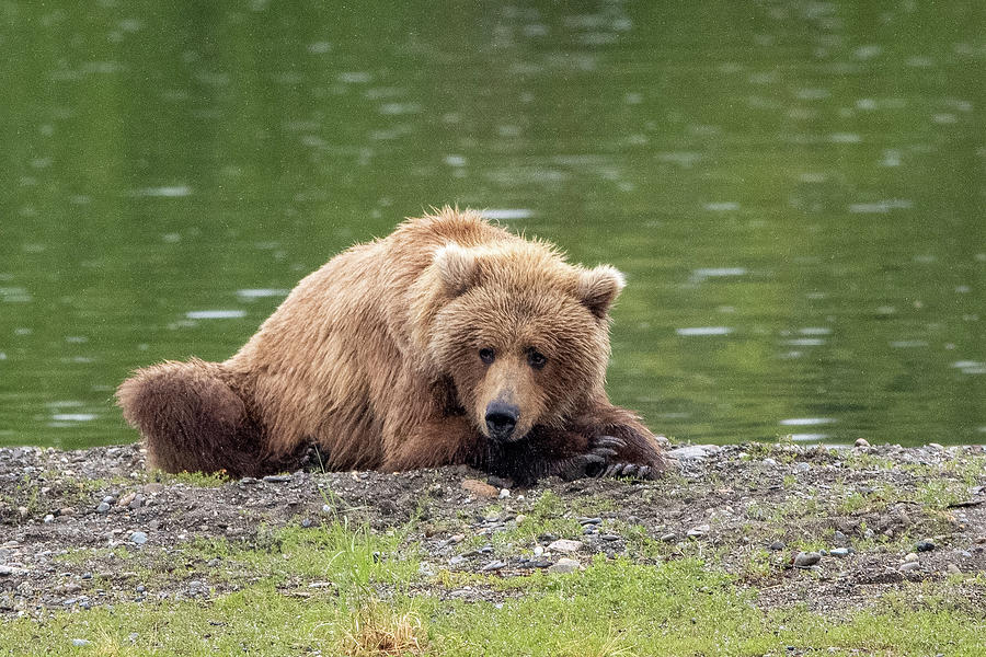 Bear cub relaxing Photograph by Lonesome Pine Photography - Fine Art ...