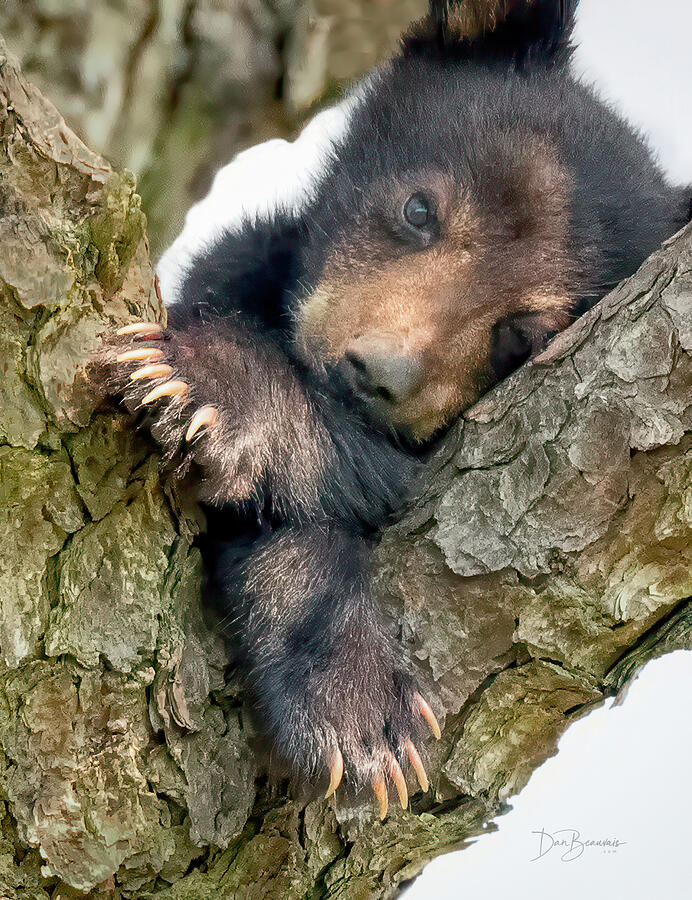 Bear Cub Resting in Tree Photograph - Bear Cub Resting in Tree by Dan Beauvais