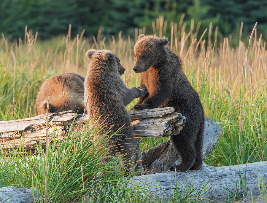 Bear Cubs #7 Photograph by Ken Weber