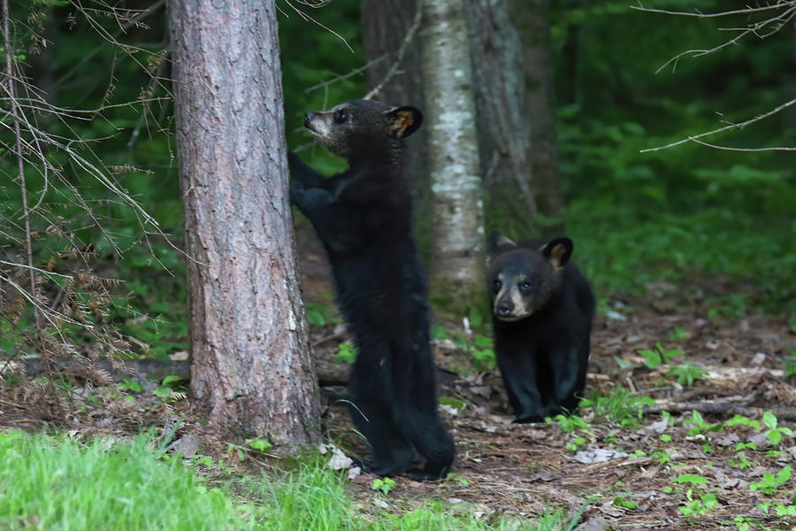 Bear Cubs Photograph by Brook Burling