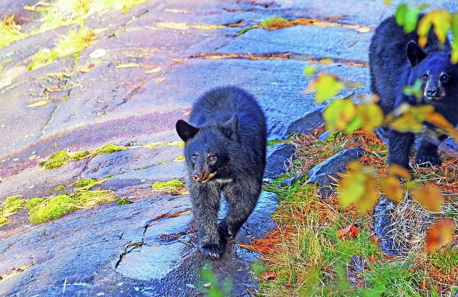 Wildlife Photograph - Bear Cubs by Debbie Oppermann