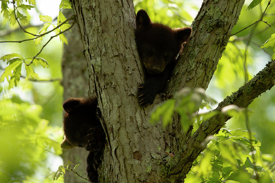 Sleeping Cubs Photograph by Doug McPherson