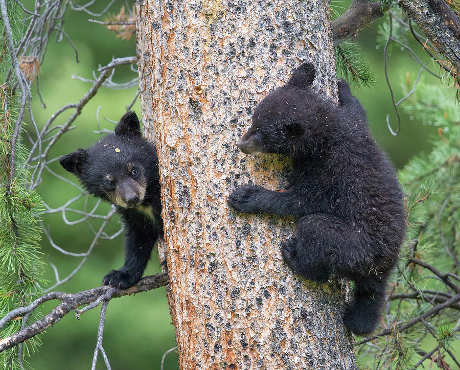 Bear Cubs Exploring Photograph by Max Waugh