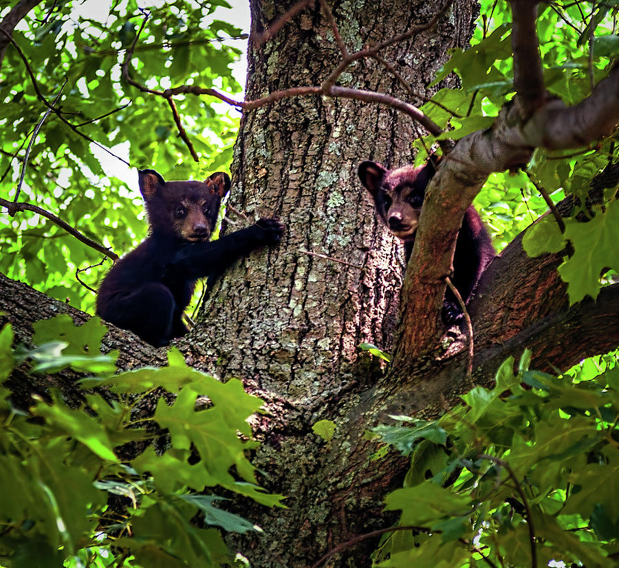 Bear Cubs in a Tree Photograph by Dan Carmichael