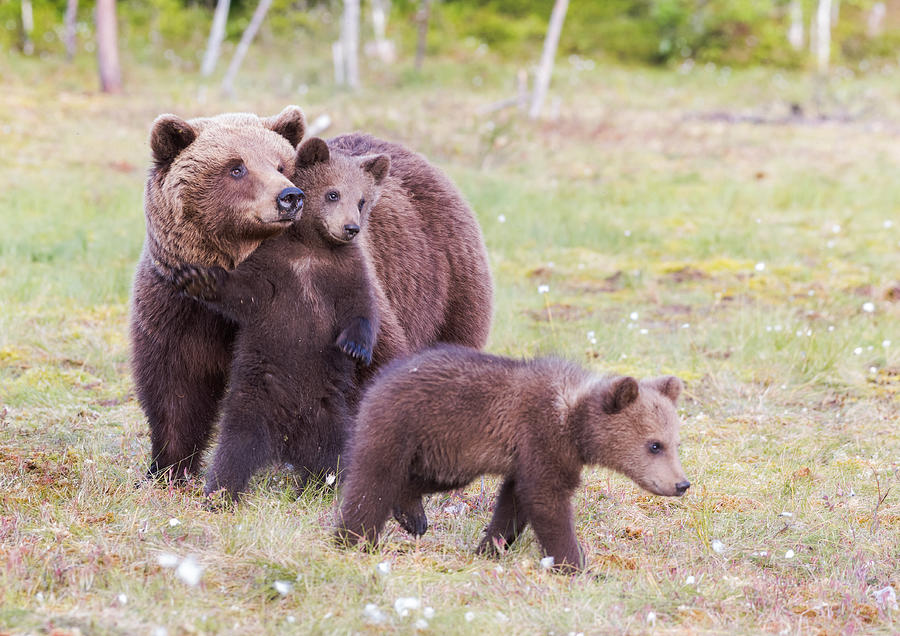 Bear cubs Photograph by Jomppa Bear cubs Photograph by Jomppa