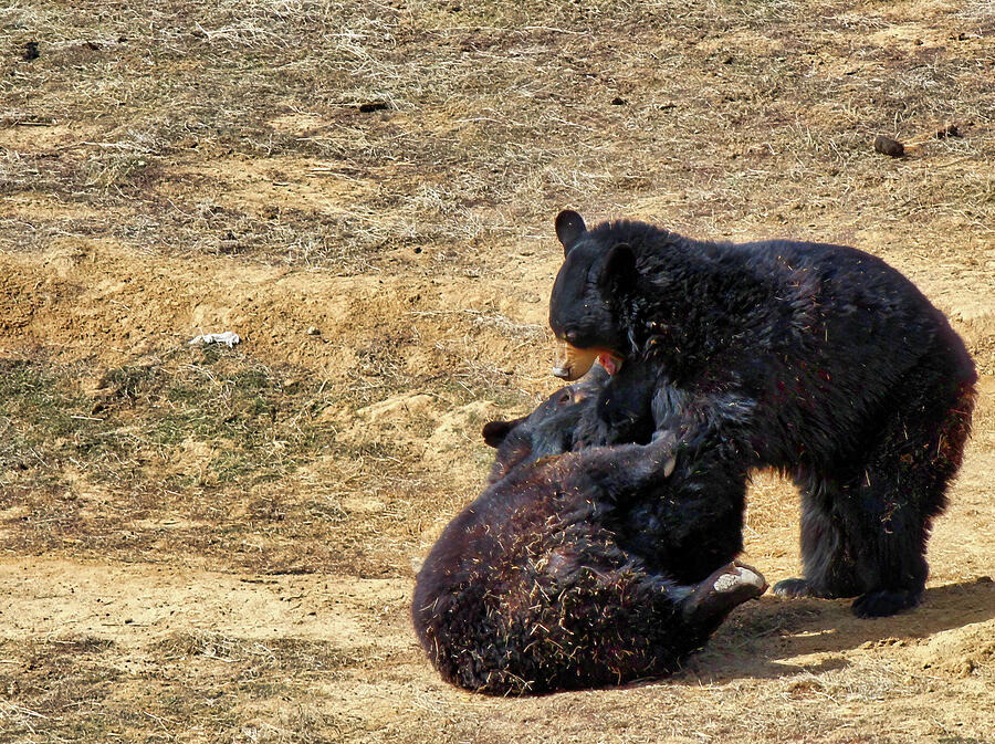 Bear Cubs Wrestling Photograph by Lorraine Baum | Pixels