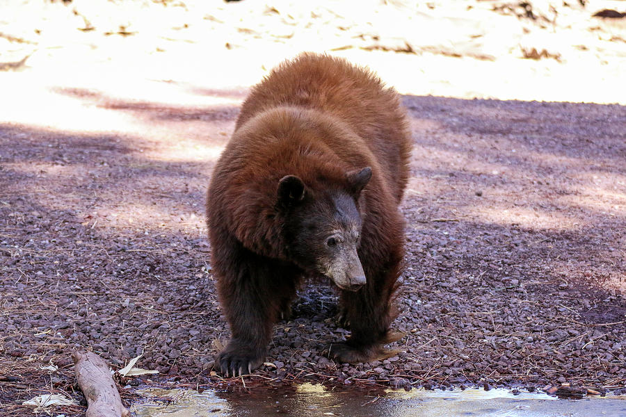 Bear Drinking from Frozen Puddle Photograph by Dawn Richards