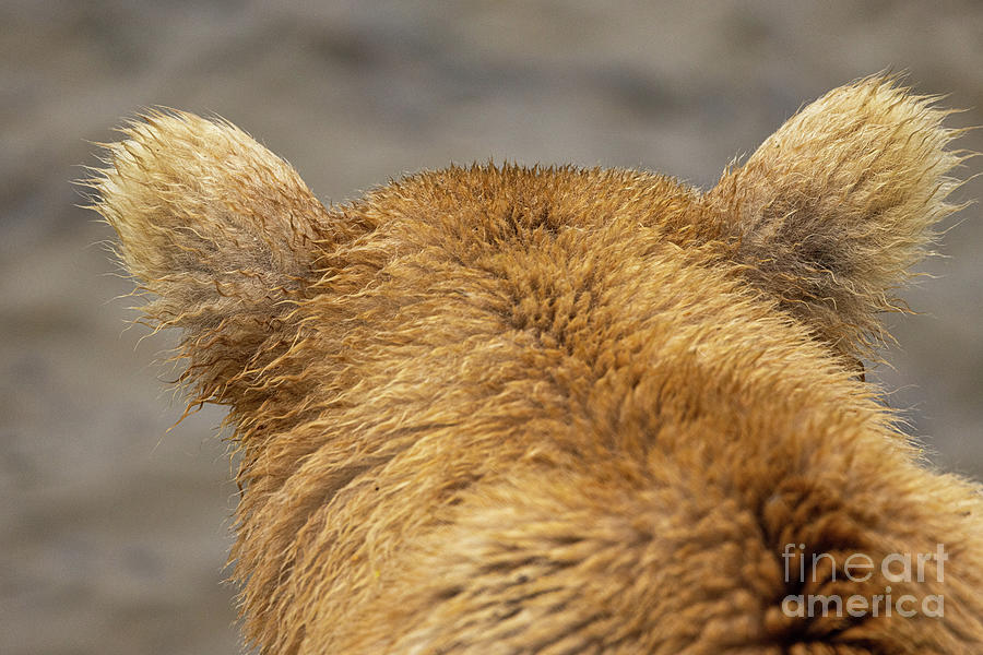 Bear ears Photograph by Terri Cage