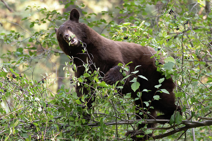 Bear eating berries Photograph by Mary Hone