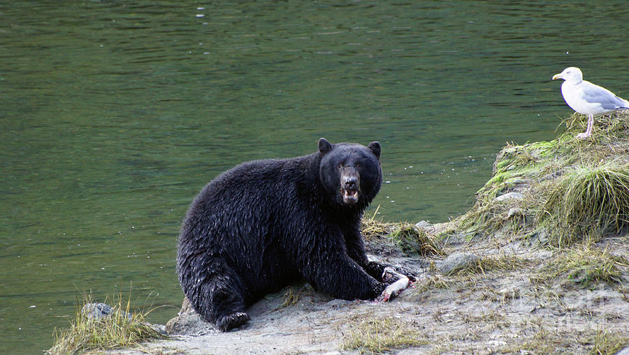Bear eating dinner Photograph by Steve Speights