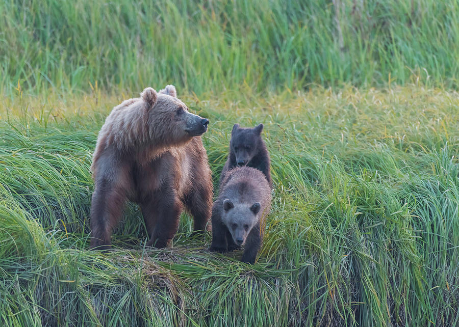 Bear Family #7 Photograph by Ken Weber