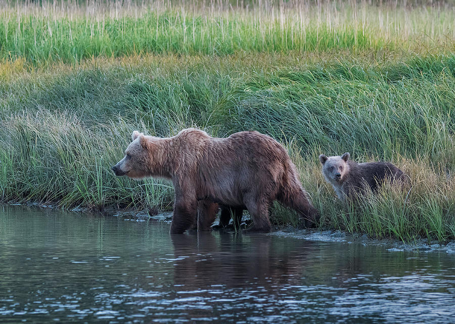 Bear Family #8 Photograph by Ken Weber