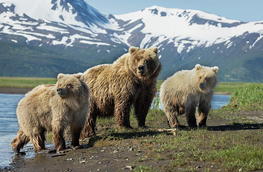 Bear Family Photograph by Fran Gallogly