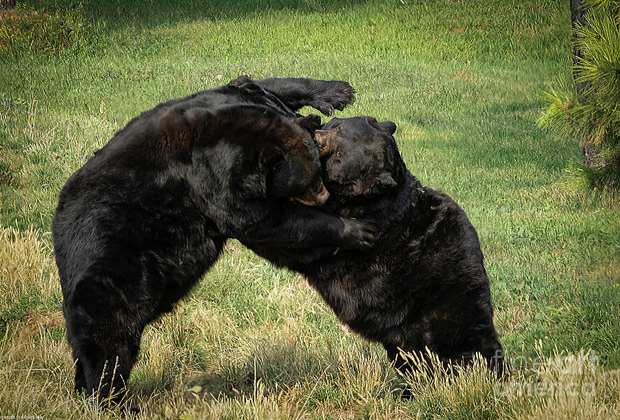 Bear Fight 2 Photograph by Mitch Shindelbower
