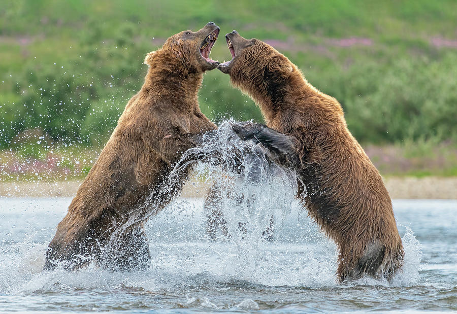 Bear Fight Photograph by Jim Miller