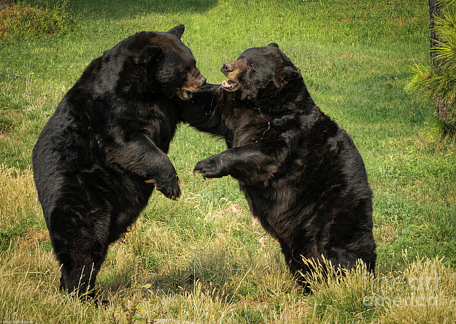 Bear Fight Photograph