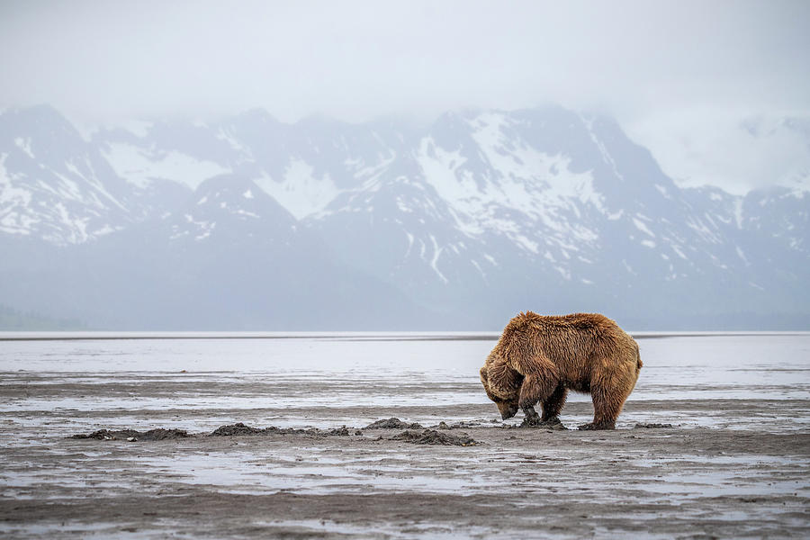 Bear Flats Photograph by James Capo