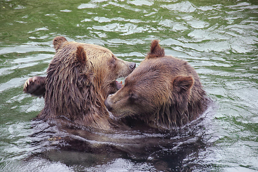 Bear Good Times Photograph by Linda Goodman - Fine Art America