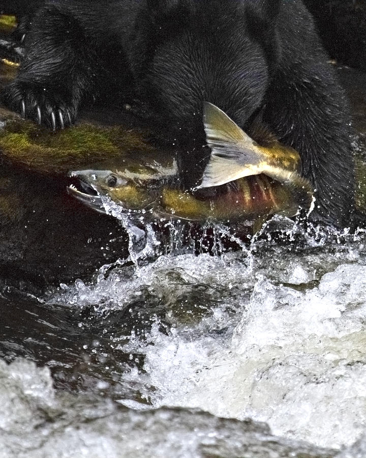 Bear Grabbing Salmon from Stream Photograph by Photogragh by Mitch Seaver