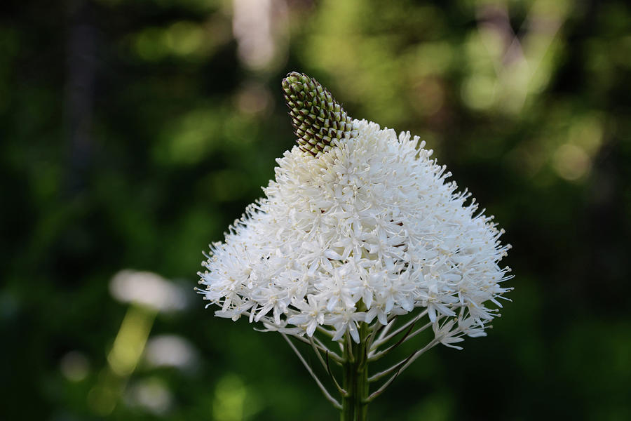 Bear Grass 1 Photograph by Whispering Peaks Photography