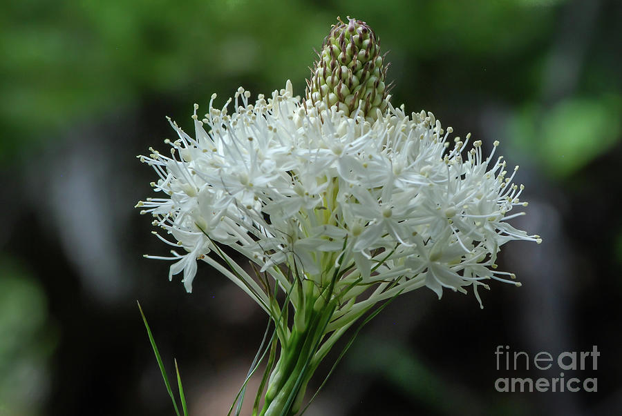 Summer Photograph - Bear-Grass Flower in Olympic National Forest by Nancy Gleason