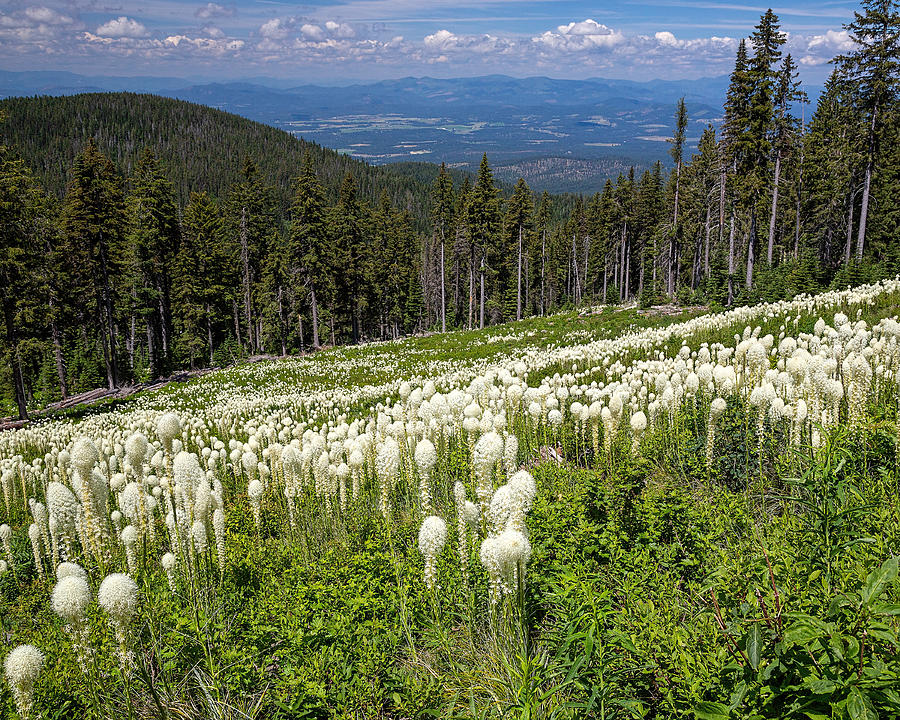 Beargrass on Mt Spokane Photograph by Jemmy Archer