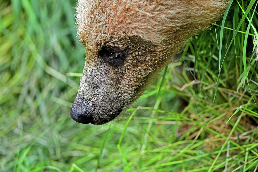 Bear Headshot - Alaska Photograph