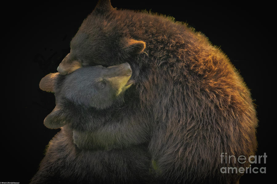 Black Bear Photograph - Bear Hug by Mitch Shindelbower