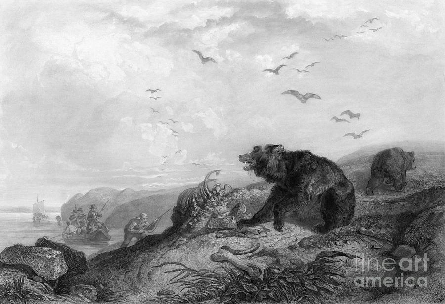 Bear Hunt, c1840 Drawing by Karl Bodmer
