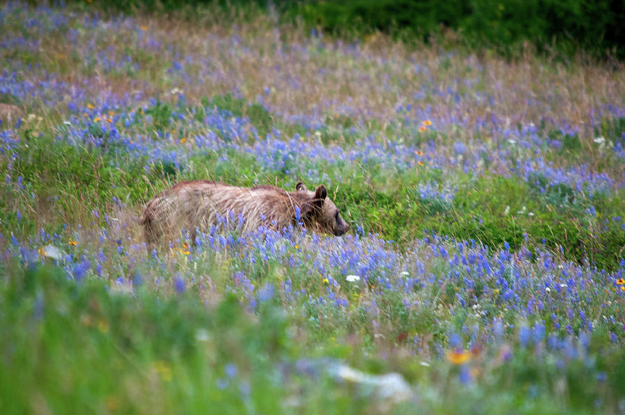 Bear In Blue Photograph
