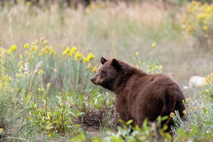 Bear in Flowers Photograph by Mary Hone