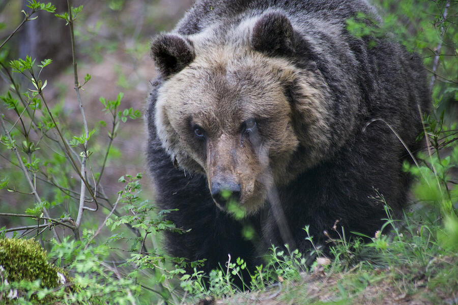 Bear in italy Photograph by Maurizio Del Sole Bear in italy Photograph by Maurizio Del Sole