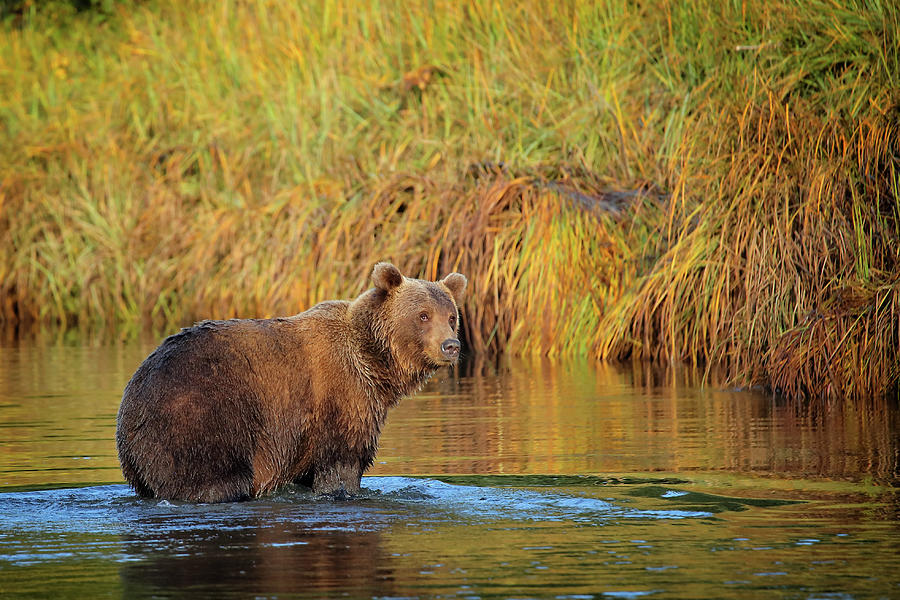 Bear in Sunset Photograph by Coby Cooper