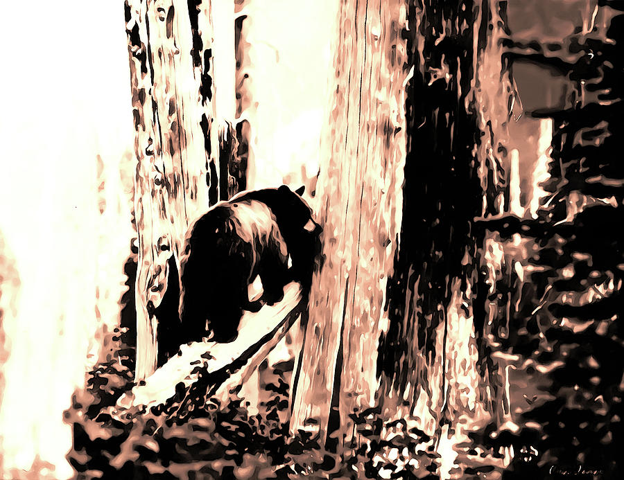  Bear in the Mount Rainier Forest early 1900 era... Photograph by Eddie Eastwood