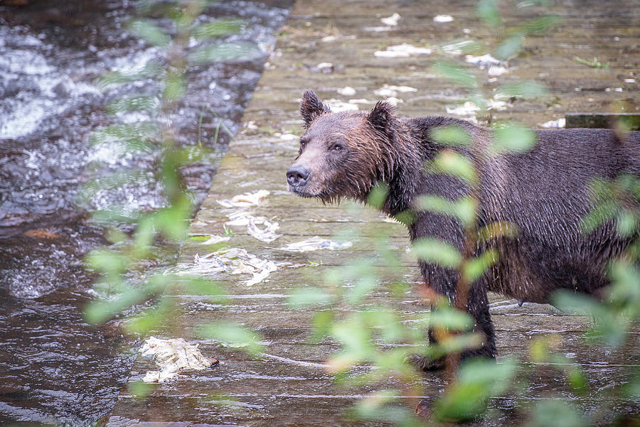 Bear in the rain Photograph by Canadart -
