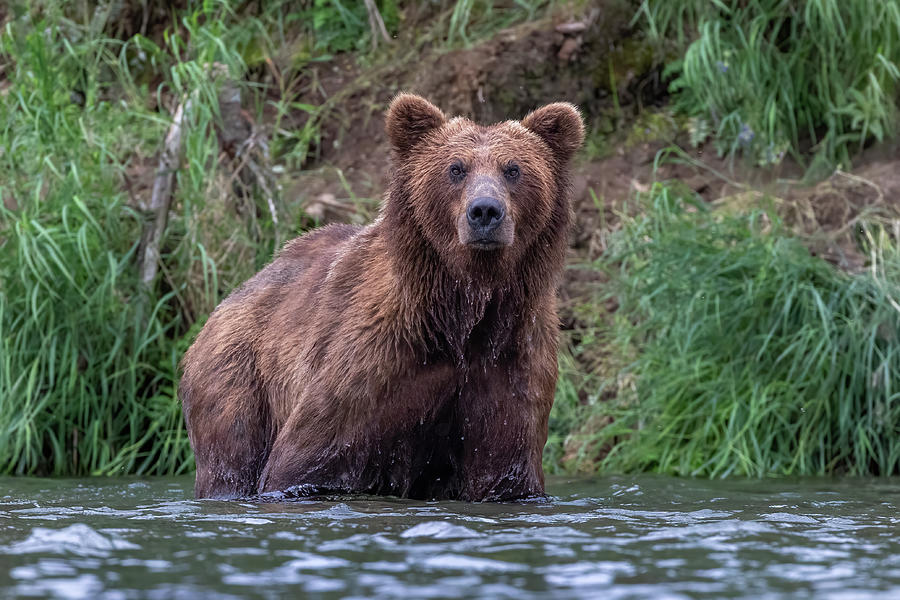 Bear in the River Photograph by Randy Robbins - Pixels